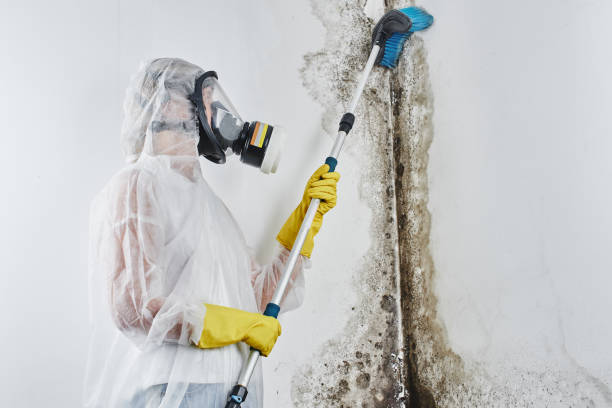 Best Crawl Space Mold Removal  in Goulds, FL