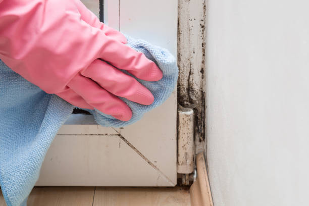 Home Mold Removal in Goulds, FL